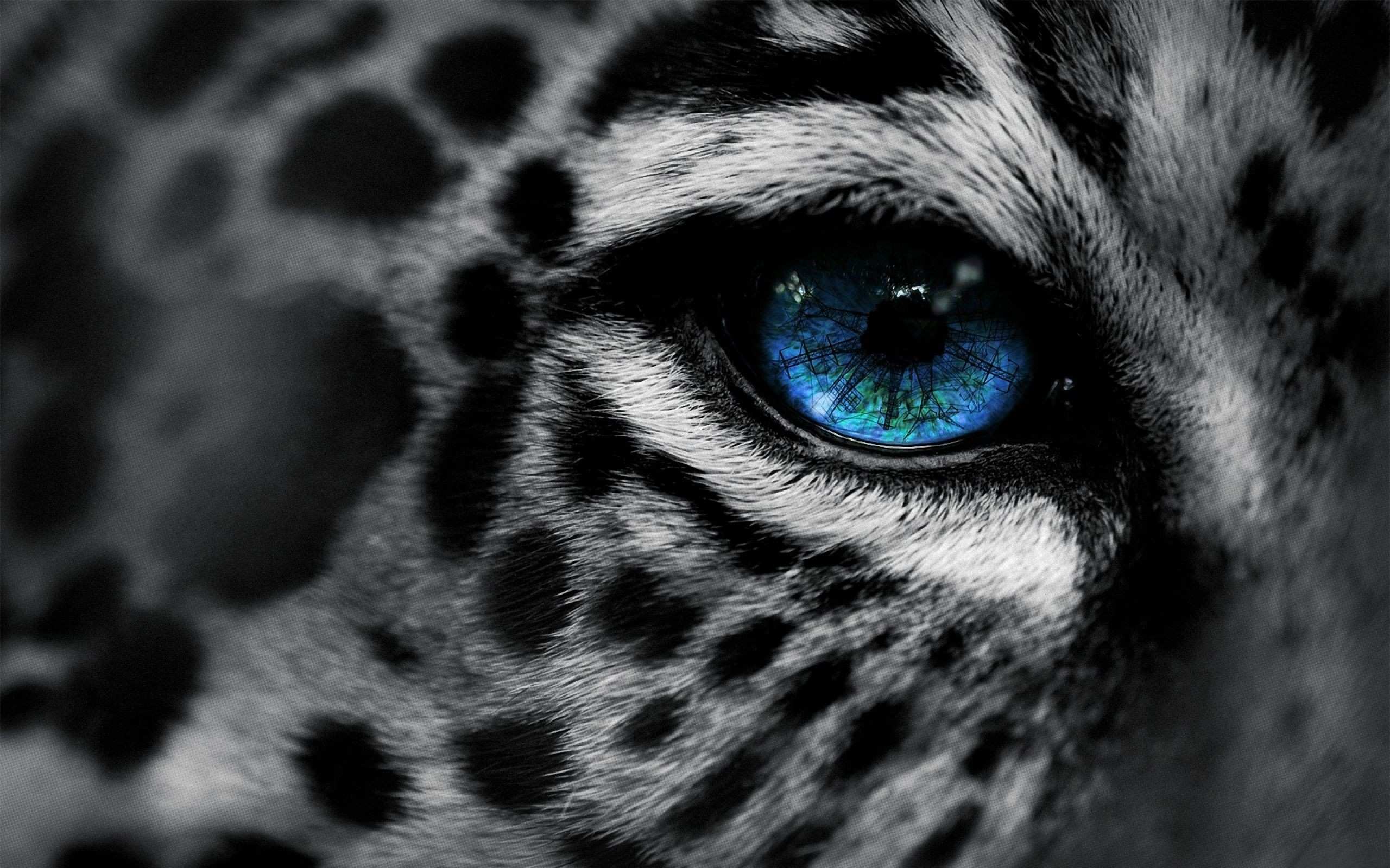 Eye The Tiger Wallpapers Group 72 Eye The Tiger Wallpapers Group 72