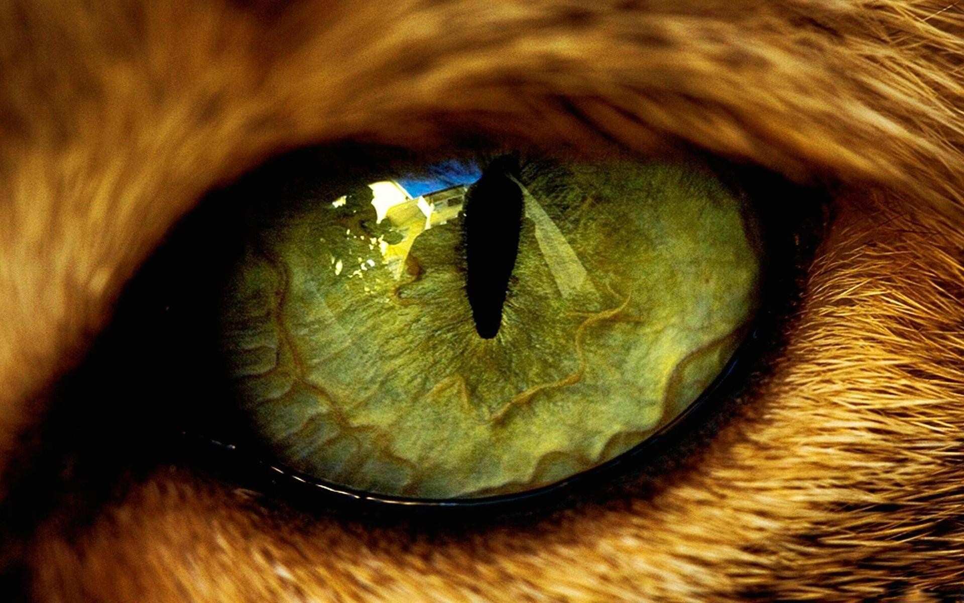 Eye The Tiger Wallpapers Group 72 Eye The Tiger Wallpapers Group 72