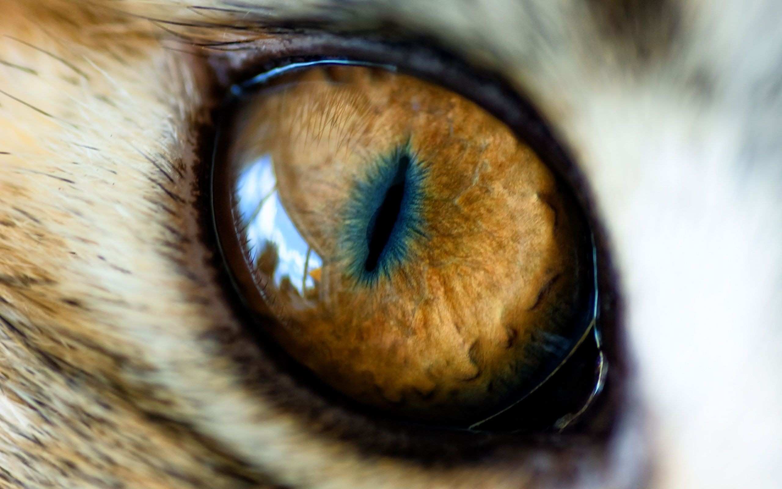 Eye The Tiger Wallpapers Group 72 Eye The Tiger Wallpapers Group 72