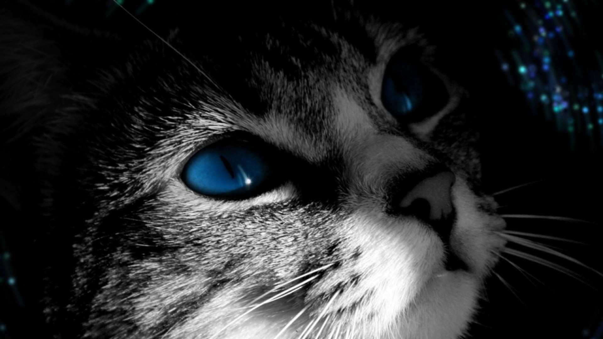 SimplyWallpapers Fantastic blue eyes glitter cat black and SimplyWallpapers Fantastic blue eyes glitter cat black and
