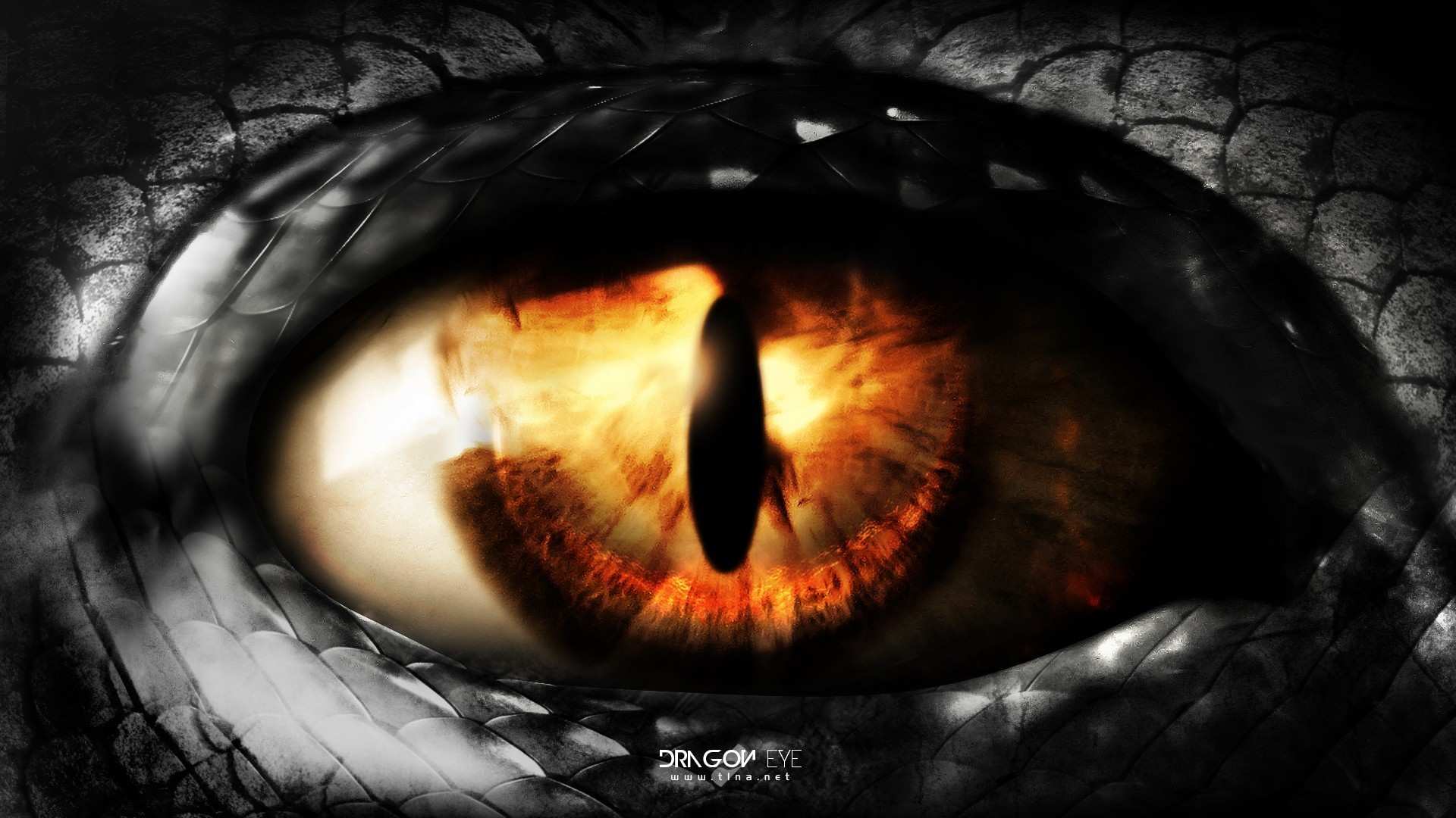 SimplyWallpapers Dragons eye eyes desktop bakcgrounds SimplyWallpapers Dragons eye eyes desktop bakcgrounds