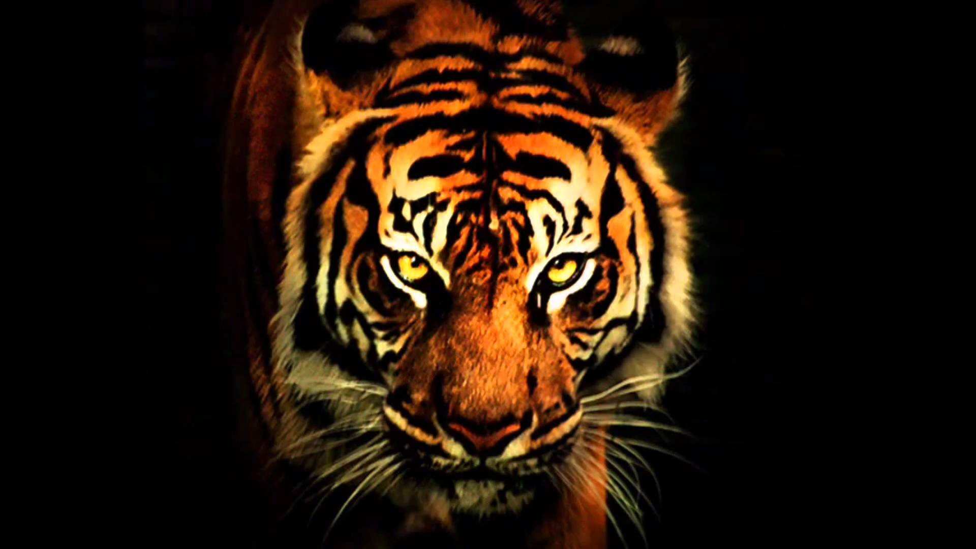 Eye The Tiger Wallpapers Group 72 Eye The Tiger Wallpapers Group 72