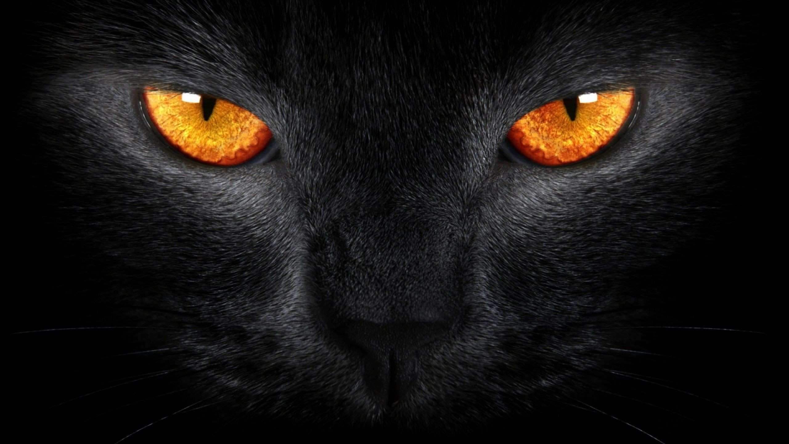 Eye The Tiger Wallpapers Group 72 Eye The Tiger Wallpapers Group 72