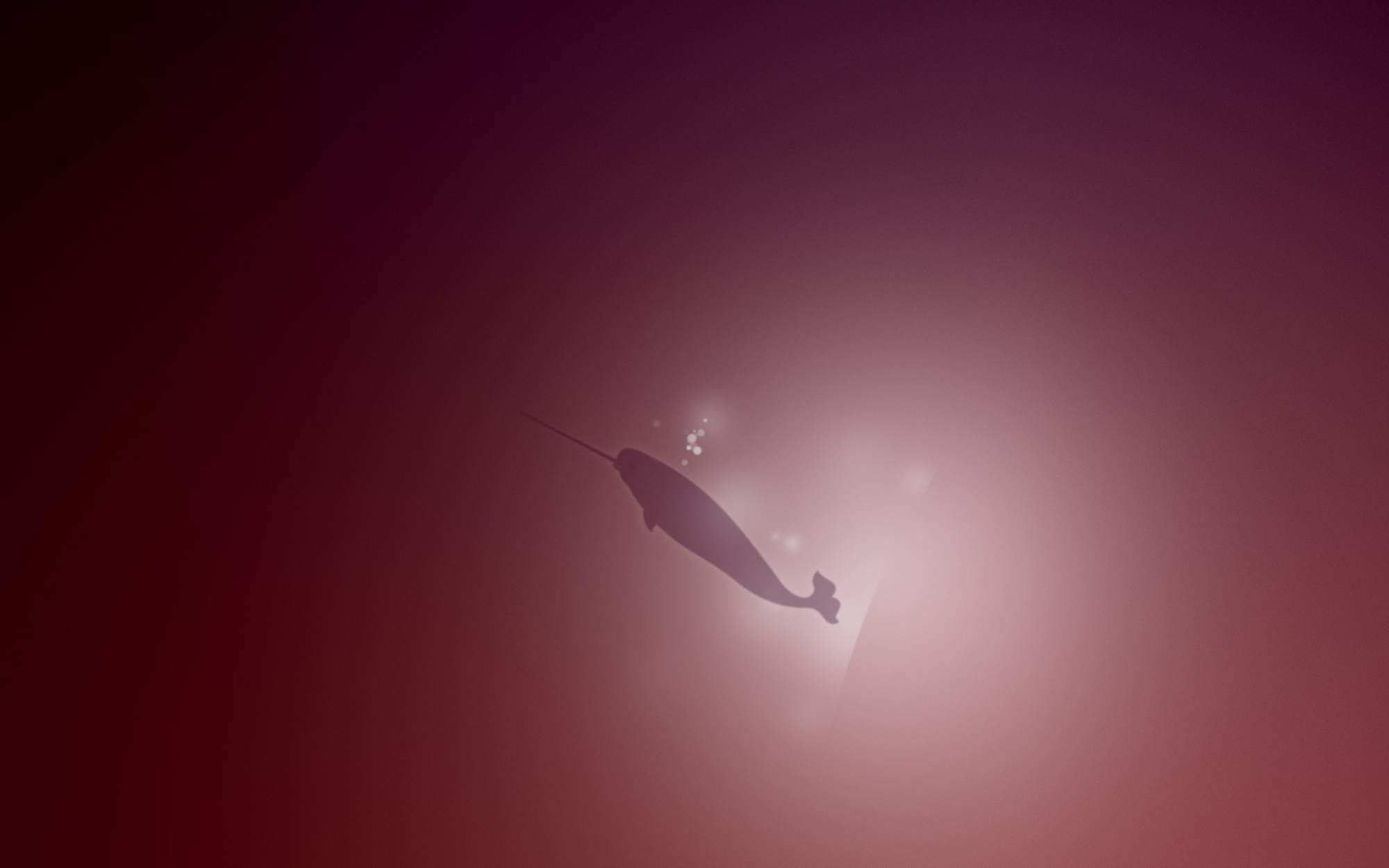 Top 80 Narwhal Wallpaper HD Animal Spot Top 80 Narwhal Wallpaper HD Animal Spot