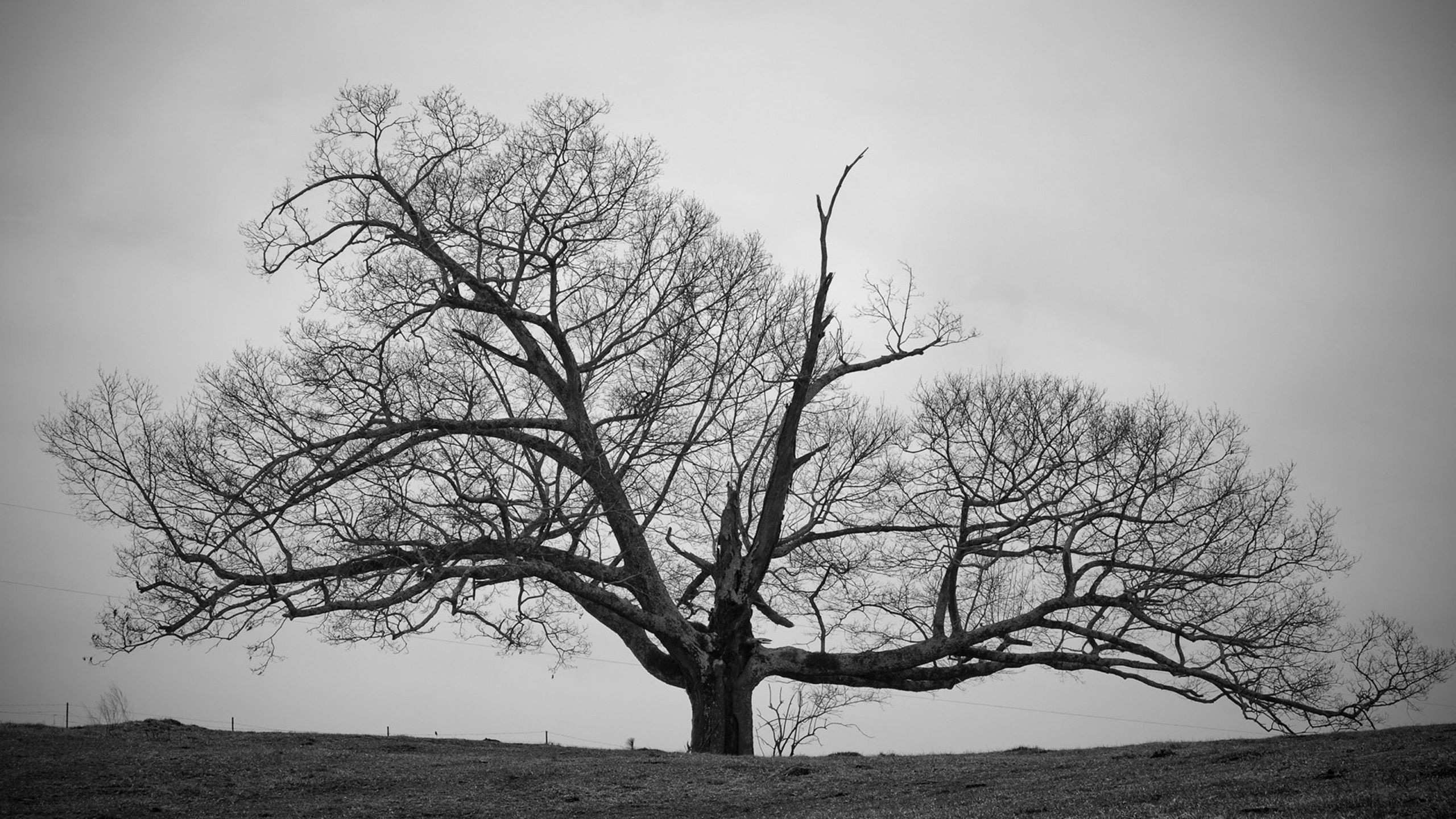 Salvador Dali Linux Wallpaper Beautiful Old Tree Black and White Wallpapers Hd Decora§£o Of 20 Inspirational Salvador Dali Linux Wallpaper Salvador Dali Linux Wallpaper Beautiful Old Tree Black and White Wallpapers Hd Decora§£o Of 20 Inspirational Salvador Dali Linux Wallpaper